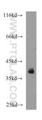 IKBKB Interacting Protein antibody, 14589-1-AP, Proteintech Group, Western Blot image 