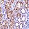 Ras Homolog, MTORC1 Binding antibody, orb74612, Biorbyt, Immunohistochemistry paraffin image 
