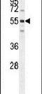 Spermatogenesis And Centriole Associated 1 antibody, PA5-24120, Invitrogen Antibodies, Western Blot image 