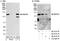 Ring Finger Protein 40 antibody, A300-720A, Bethyl Labs, Western Blot image 