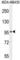 Bromodomain Testis Associated antibody, abx025117, Abbexa, Western Blot image 