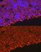 Elastase, Neutrophil Expressed antibody, GTX66150, GeneTex, Immunohistochemistry paraffin image 