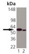Calreticulin antibody, ADI-SPA-601-F, Enzo Life Sciences, Western Blot image 