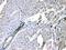 Angiopoietin Like 2 antibody, A05747-1, Boster Biological Technology, Immunohistochemistry frozen image 