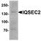 IQ Motif And Sec7 Domain 2 antibody, PA5-72831, Invitrogen Antibodies, Western Blot image 