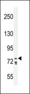 Cadherin 24 antibody, 56-251, ProSci, Western Blot image 