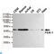 Flap Structure-Specific Endonuclease 1 antibody, LS-C812966, Lifespan Biosciences, Western Blot image 