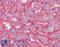 Apolipoprotein B antibody, LS-B3646, Lifespan Biosciences, Immunohistochemistry frozen image 