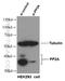 Protein Phosphatase 2 Phosphatase Activator antibody, 10321-1-AP, Proteintech Group, Western Blot image 