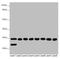 Coiled-Coil-Helix-Coiled-Coil-Helix Domain Containing 3 antibody, LS-C675522, Lifespan Biosciences, Western Blot image 