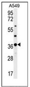 Olfactory Receptor Family 4 Subfamily M Member 1 antibody, AP53063PU-N, Origene, Western Blot image 