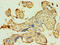 Autophagy Related 9B antibody, LS-C377782, Lifespan Biosciences, Immunohistochemistry paraffin image 