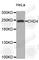 Chromodomain Helicase DNA Binding Protein 4 antibody, A2222, ABclonal Technology, Western Blot image 