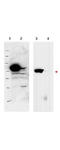 Ribosomal L1 Domain Containing 1 antibody, A07282, Boster Biological Technology, Western Blot image 