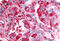 G Protein-Coupled Receptor 151 antibody, MBS243592, MyBioSource, Immunohistochemistry frozen image 