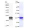 Nuclear Receptor Subfamily 4 Group A Member 1 antibody, LS-C342359, Lifespan Biosciences, Western Blot image 