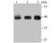 H2A Histone Family Member Y antibody, NBP2-75523, Novus Biologicals, Western Blot image 