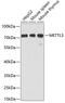 Methyltransferase Like 3 antibody, GTX33315, GeneTex, Western Blot image 