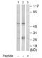 Clusterin antibody, ab69644, Abcam, Western Blot image 