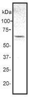 ETS Transcription Factor ELK1 antibody, ab32106, Abcam, Western Blot image 