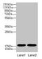 Myoglobin antibody, CSB-PA013529YA01HU, Cusabio, Western Blot image 
