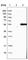 Selenium Binding Protein 1 antibody, HPA005741, Atlas Antibodies, Western Blot image 