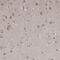 Neudesin Neurotrophic Factor antibody, PA5-55410, Invitrogen Antibodies, Immunohistochemistry frozen image 