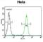 Corticotropin Releasing Hormone Receptor 2 antibody, abx025080, Abbexa, Western Blot image 