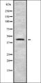 Milk Fat Globule-EGF Factor 8 Protein antibody, orb336369, Biorbyt, Western Blot image 