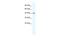 T-box transcription factor TBX6 antibody, PA5-68593, Invitrogen Antibodies, Western Blot image 