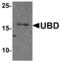 Ubiquitin D antibody, MBS153512, MyBioSource, Western Blot image 