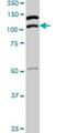 SPT5 Homolog, DSIF Elongation Factor Subunit antibody, H00006829-M02, Novus Biologicals, Western Blot image 