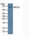 Nitric Oxide Synthase 1 antibody, MBS2027250, MyBioSource, Western Blot image 