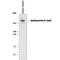 Apolipoprotein-B antibody, AF3260, R&D Systems, Western Blot image 