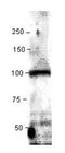 Adenylate Cyclase 9 antibody, PA1-31194, Invitrogen Antibodies, Western Blot image 