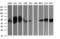 Zinc Finger And SCAN Domain Containing 21 antibody, LS-C174679, Lifespan Biosciences, Western Blot image 