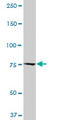 Calpastatin antibody, LS-C196815, Lifespan Biosciences, Western Blot image 