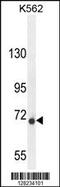 Dpy-19 Like C-Mannosyltransferase 1 antibody, 55-470, ProSci, Western Blot image 