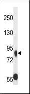 Cadherin Related Family Member 5 antibody, LS-C164682, Lifespan Biosciences, Western Blot image 