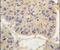 FKBP Prolyl Isomerase 1A antibody, PA5-14852, Invitrogen Antibodies, Immunohistochemistry paraffin image 