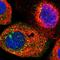 GTPase, IMAP Family Member 7 antibody, HPA020266, Atlas Antibodies, Immunofluorescence image 