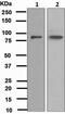 Golgi Membrane Protein 1 antibody, ab109628, Abcam, Western Blot image 