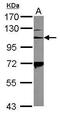 Integrin Subunit Alpha 2b antibody, GTX101283, GeneTex, Western Blot image 