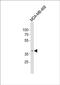 Olfactory Receptor Family 5 Subfamily A Member 1 antibody, PA5-49436, Invitrogen Antibodies, Western Blot image 