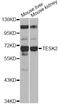 Testis Associated Actin Remodelling Kinase 2 antibody, LS-C748446, Lifespan Biosciences, Western Blot image 