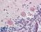 FASN antibody, LS-B4150, Lifespan Biosciences, Immunohistochemistry frozen image 