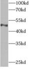 Apoptosis Inhibitor 5 antibody, FNab00482, FineTest, Western Blot image 