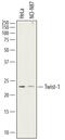 Twist Family BHLH Transcription Factor 1 antibody, AF62301, R&D Systems, Western Blot image 