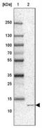 Late Endosomal/Lysosomal Adaptor, MAPK And MTOR Activator 3 antibody, NBP1-87837, Novus Biologicals, Western Blot image 