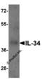 Interleukin 34 antibody, 4779, ProSci Inc, Western Blot image 